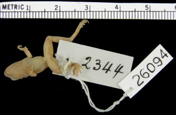 Media type: image; Herpetology A-26094